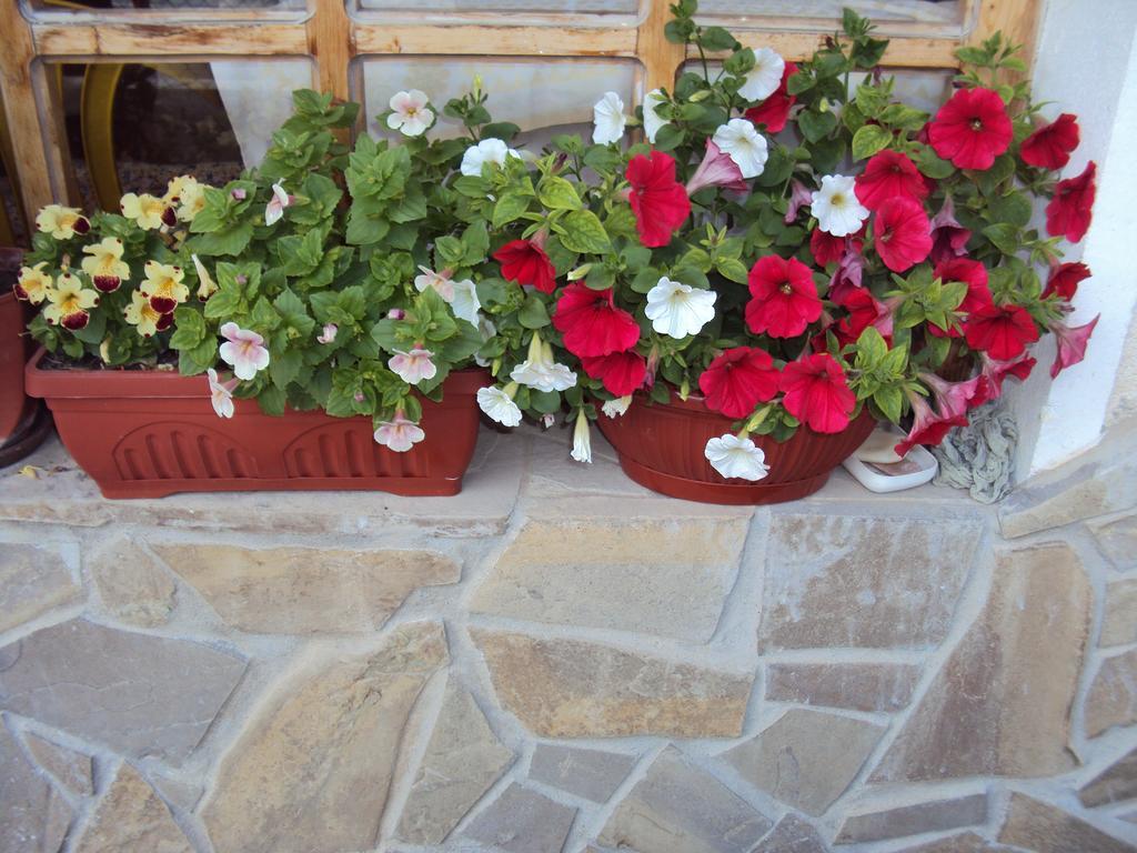 Amfora Guest House Byala  Dış mekan fotoğraf