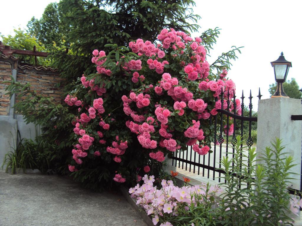 Amfora Guest House Byala  Dış mekan fotoğraf